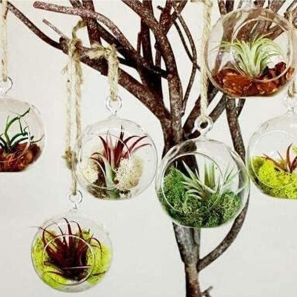 Borosilicate Glass hanging planter cum candle holder